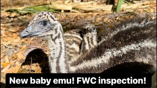 New baby emu! Gator permit update! Sanctuary vlog 3-19-24