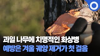 과일 나무에 치명적인 화상병..예방은 겨울 궤양 제거가 첫 걸음