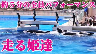 【神回】走るトレーナーさん達とシャチ達の一体感が最高のパフォーマンス!! 鴨川シーワールド Kamogawa Sea World シャチショー