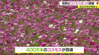 「めちゃくちゃきれいで感動！」　宇和島市三間町で恒例の“コスモスまつり”　４００万本が見頃【愛媛】 (23/11/05 18:00)