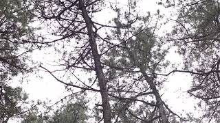 위협소리 : 리기다소나무 (Pinus rigida)