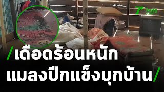 วอนช่วยแมลงปีกแข็งนับแสนบุกบ้าน | 26-04-64 | ข่าวเช้าหัวเขียว