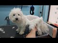 Grooming A Matted Bichon With Lots Of Flees