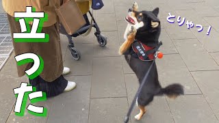 突然の大暴れで柴犬が！立った！！【豆柴】Shiba Inu dogs