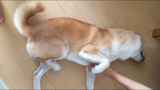 かゆいところに手が届くと足が動いてしまう柴犬　#shorts