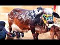 Indias Highest Milking Rathi Cow | Rathi Cattle Breed | Complete Video Documentary By AJ Cattle info