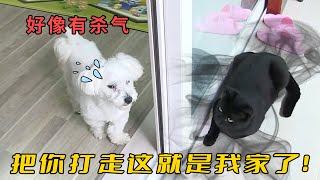 黑貓強闖民宅，偷狗糧吃還追著狗揍，被趕走居然呼朋喚友“報復”