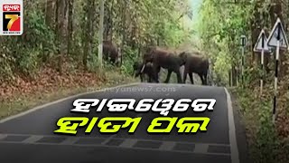 ଆଠମଲ୍ଲିକ ନୂଆଗଡ଼ରେ ବାଟ ଓଗାଳିଲେ ହାତୀପଲ ||Elephants on the highway