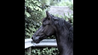 Rebekka, Friesian Horses  for sale https://www.blacksterlingfriesians.com questions? 415-272-2112