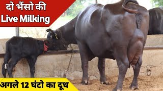 दो भैंसो की 1st Live Milking (Evening Time) at Ranjit Dairy फार्म, Silana (8059260118)