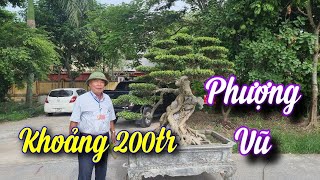 SH.7787. Ông Lý chia sẻ *PHƯỢNG VŨ GIÁ 200 TRIỆU * Tại triển lãm Hải Hậu Nam Định.