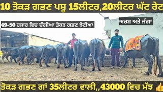 ਸਾਰੀਆ ਤੋਕੜ ਗਭਣ 15-20ਲੀਟਰ ਵਾਲੀਆ ਮੱਝਾ।Buffalo and cow for sale/singh dairy farm/16-1-25