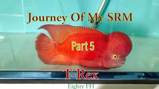 A Journey Of My Super Red Monkey Flowerhorn - My Boy 