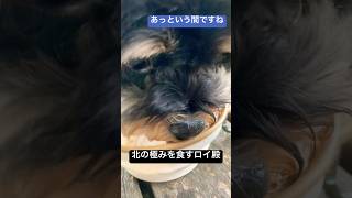 お外で食べるランチは最高です #dog #lunch #チワプー #犬の散歩 #犬のお散歩 #かわいい犬