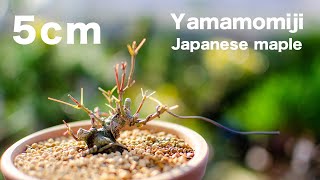 【YMJ9】小さくても存在感バッチリの山もみじを冬支度してみた