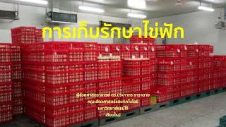 363 การเก็บรักษาไข่ฟัก | การฟักไข่สัตว์ปีก | การผลิตสัตว์ปีก