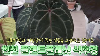 인천 플랜트플래닛 식후경🌿(식물마켓과 키핑장구경)