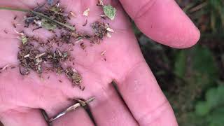 Scattering Seeds