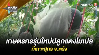 เกษตรกรรุ่นใหม่ปลูกแตงโมเปลที่เกาะสุกร จ.ตรัง | ทุกทิศทั่วไทย | 8 ม.ค. 67