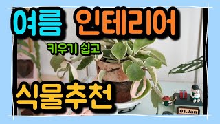 느낌있고 키우기 쉬운 여름식물🌱추천 8가지