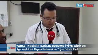 YARALI KEDİ HAYATA DÖNDÜRÜLDÜ