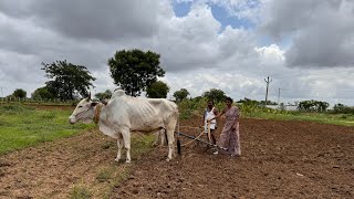 ఎద్దులతో పని చేపిస్తే …ఇలా వుంటది మరి!!