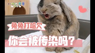 【兔子】兔兔打哈欠，你会被传染吗？