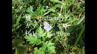 蝶　(butterfly) ヤマトシジミチョウ