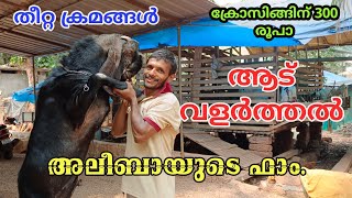 ആട് വളർത്തൽ|goat farming in Kerala|Goat Farming Malayalam|aadu farming malayalam|adu valarthal