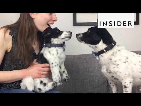 How To Make Custom Stuffed Animals of Your Pets How To Make Custom Stuffed Animals of Your Pets