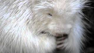 White Porcupine at the Maine Wildlife Park