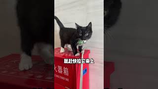 如何把貓溜成狗，幼貓社會化學前班第一步！ #養貓  #pets  #cat