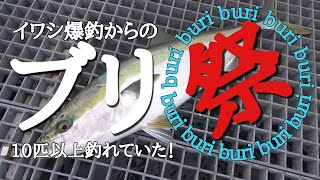 【南知多！堤防ブリ！】イワシ祭からのブリ祭！！60～90オーバーが10匹以上釣れてる！！fishing　豊浜桟橋