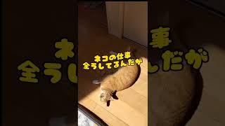 猫だって、ただ寝てる訳じゃないのよ。#shorts #猫 #保護猫