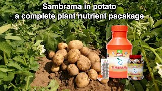 MULTIPLEX SAMBRAMA I A Complete Nutrient Package for #PotatoFarming