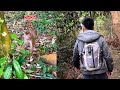 Dad won't give up until he finds Monkey Kaka in the forest