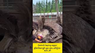 Ostrich laying eggs(Eng subtitle)/தீக்கோழி முட்டையிடும் வீடியோ#shorts