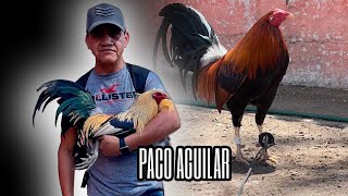 Paco Aguilar - Black Rooster Farm II