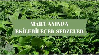 MART AYINDA EKİLEBİLECEK SEBZELER