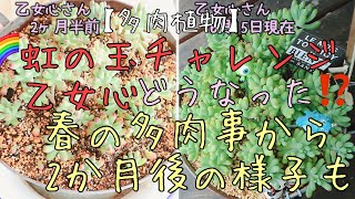 №37【多肉植物】2022'6月☔️虹の玉チャレンジ🌈乙女心丼　現在の様子　春の多肉事　植え替え葉挿しから2ヶ月後の現在　我が家の多肉　日々　hibi 多肉　succulent 多肉植物