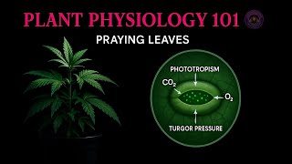 Plant Physiology Master Class: Episode 1 - Praying Leaves