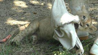 ライオンの赤ちゃん（クレイ君）帰宅前はより活発的に♪とべ動物園にて