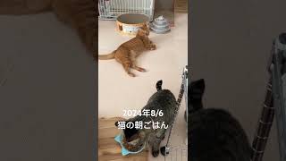 猫の朝ごはん #catfood #cat #cats #shorts