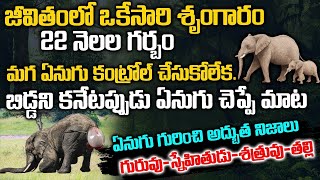 ఏనుగు గురించి అద్బుత నిజాలు.. | elephant unknown facts | Mr Venkat Talks