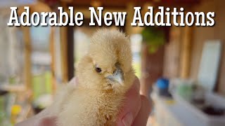 Are Silkie chicks our new additions?