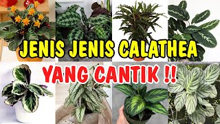 CANTIKNYA  !! INILAH 24 JENIS CALATHEA YANG BISA KAMU JADIKAN KOLEKSI DI RUMAH