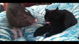 Piggy Tales 03 Mini Pot Belly Pig  Funny Mr. Ebenezer