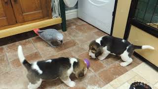 Beagle Puppies Meet African Grey Parrot