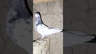 #khattak#pigeon#karak#kpk#viral