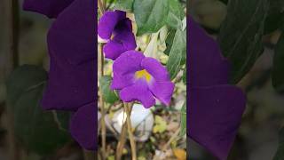 Thunbergia Erecta flower🪻#thunbergia #flowers  #trendingshorts #shortsfeed  #rapviet #7dnight #fyp